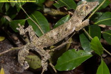 leaf-tailed gecko